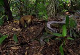 ТВ Амазония: Инструкция по выживанию / Amazonia (2013) - cцена 2