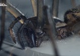 Сцена из фильма National Geographic: Дом пауков / The Amazing Spider House (2015) National Geographic: Дом пауков сцена 3