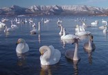 Сцена из фильма BBC: Живой мир. Хоккайдо - сад богов / BBC: The Natural World. Hokkaido - Garden Of The Gods (1999) BBC: Живой мир. Хоккайдо - сад богов сцена 8