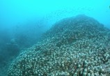 Сцена из фильма На морской глубине: Большой барьерный риф / Under The Sea: The Great Barrier Reef (2018) На морской глубине: Большой барьерный риф сцена 15