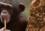 Сцена из фильма Школа для шимпанзе / Chimpschool (2017) Школа для шимпанзе сцена 1