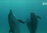 Сцена из фильма Дельфиньи будни / Dolphin Days (2009) Дельфиньи будни сцена 1