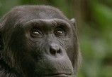 Сцена из фильма BBC: Шимпанзе - есть ли выход? / BBC: Chimps of the Lost Gorge (2011) BBC: Шимпанзе - есть ли выход? сцена 7