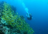 Сцена из фильма На морской глубине: Большой барьерный риф / Under The Sea: The Great Barrier Reef (2018) На морской глубине: Большой барьерный риф сцена 6