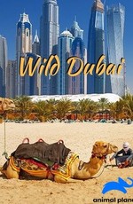 Животный мир Дубая