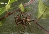ТВ National Geographic. Супер паук / National Geographic. Super Spider (2012) - cцена 2
