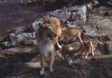 Сцена из фильма Храбрость Лэсси / Courage of Lassie (1946) Храбрость Лэсси сцена 1