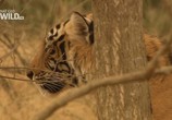 Сцена из фильма National Geographic : Королева тигров / Tiger Queen (2010) National Geographic : Королева тигров сцена 2