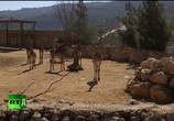 Сцена из фильма В ожидании жирафа / Waiting for Giraffes (2017) В ожидании жирафа сцена 3