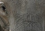 Сцена из фильма Слон: Король Калахари / Elephant. King of the Kalahari (2016) Слон: Король Калахари сцена 2