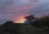 ТВ Живые Пейзажи: Дикая Африка / Living Landscapes: Wild Africa (2007) - cцена 1