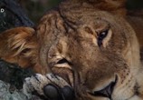 Сцена из фильма Львы на деревьях / Tree Climbing Lions (2018) Львы на деревьях сцена 2