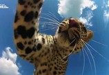 Сцена из фильма Удивительные селфи животных / Amazing Animal Selfies (2015) Удивительные селфи животных сцена 1
