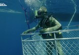 Сцена из фильма Полчища акул / Shark Swarm (2017) Полчища акул сцена 4