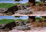 Сцена из фильма Галапагосы 3D / Galapagos: The Enchanted Voyage (1999) 