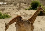 Сцена из фильма Дикая Намибия / Wild Namibia (2013) 