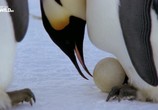 ТВ Пингвинопалуза / Penguin palooza (2017) - cцена 1