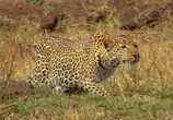 ТВ PBS Nature: Тайная жизнь леопарда / PBS Nature: Revealing the Leopard (2010) - cцена 5
