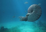 ТВ National Geographic: Чудища морей: Доисторическое Приключение / Sea Monsters: A Prehistoric Adventure (2009) - cцена 6