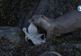 Сцена из фильма Шетландские выдры. Удивительная история одной семьи / Shetland's Otters. The Tale of a Draatsi Family (2019) Шетландские выдры. Удивительная история одной семьи сцена 1