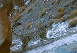 ТВ Индийский леопард / India's Wild Leopards (2019) - cцена 4