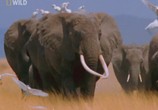 ТВ National Geographic: Самые опасные животные: От пустыни до саванны / World's Deadliest Animals: Deserts to Grassland (2009) - cцена 3