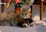 Сцена из фильма Nat Geo Wild: Дикая сторона кошек / Nat Geo Wild: Wild Side of Cats (2012) 