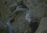 Сцена из фильма BBC: Жизнь животных: Волк / BBC The Wildlife Specials: Wolf (1997) BBC Жизнь животных: Волк сцена 1