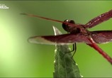 ТВ Удивительные насекомые / Incredible Insects (2015) - cцена 3
