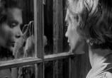 Сцена из фильма Поцелуй убийцы / Killer's Kiss (1955) Поцелуй убийцы сцена 7