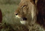Сцена из фильма Прогулка со львами / To Walk with Lions (1999) Прогулка со львами сцена 4