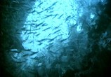 ТВ Подводная одиссея команды Жака Кусто (1943-1998) / Underwater Odyssey of a command of Cousteau (1977) - cцена 2