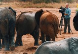 Сцена из фильма ВВС: Знакомство со слонами / Elephant Family and Me (2016) ВВС: Знакомство со слонами сцена 6