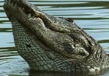 Сцена из фильма BBC: Плотоядные. Крокодил / BBC. Crocodile (2005) BBC: Плотоядные. Крокодил сцена 3