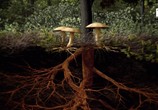 Сцена из фильма Тайное царство: Грибы, определившие наш мир / The Kingdom: How Fungi Made Our World (2018) Тайное царство: Грибы, определившие наш мир сцена 5