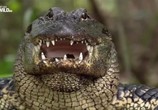 Сцена из фильма Битва болотных драконов / Battle of the Swamp Dragons (2017) Битва болотных драконов сцена 1