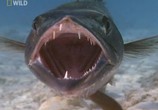 Сцена из фильма National Geographic : Самые опасные животные. Морские глубины / World's deadliest animals. The Deep (2009) 