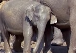 ТВ BBC: Наедине с природой: Когда слоны плачут / BBC: Should Slephants Weep (2004) - cцена 1