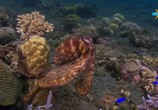 Сцена из фильма Фридайвинг на Большом Барьерном рифе / Ultimate Freedive: The Great Barrier Reef (2016) Фридайвинг на Большом Барьерном рифе сцена 8