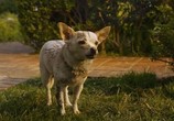 Сцена из фильма Крошка из Беверли-Хиллз 2 / Beverly Hills Chihuahua 2 (2011) Крошка из Беверли-Хиллз 2 сцена 3