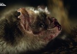 Сцена из фильма Удивительные летучие мыши / Incredible Bats (2016) Удивительные летучие мыши сцена 1