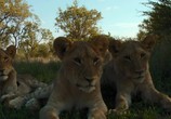 Сцена из фильма Дикая Южная Африка: Большая пятерка / Wildlife South Africa: Big Five (2012) Дикая Южная Африка: Большая пятерка сцена 3