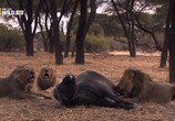 Сцена из фильма Война львов / Lion Battle Zone (2011) 