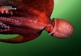 Сцена из фильма В Поисках гигантского осьминога / Search for the Giant Octopus (2009) В Поисках гигантского осьминога сцена 1