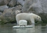 Сцена из фильма BBC: Белый медведь - Шпион во льдах / BBC: Polar Bear - Spy on the Ice (2010) BBC: Белый медведь - Шпион во льдах сцена 2