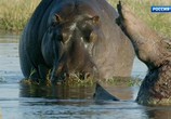 ТВ Бегемоты – жизнь в воде / Hippos: Africa's River Giants (2019) - cцена 4