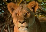 Сцена из фильма Людоеды дикой природы: Львы / Attack! Africa's maneaters - Lions (2001) Людоеды дикой природы: Львы сцена 11