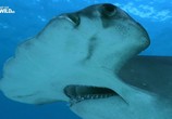 Сцена из фильма Огромная акула-молот / Mega Hammerhead (2016) Огромная акула-молот сцена 4