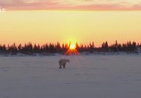 Сцена из фильма Полярный медведь / Ice Bear (2012) Полярный медведь сцена 6