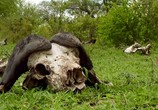 Сцена из фильма Wildlife South Africa: Safar / Тайны планеты Земля. Дикая Южная Африка. Сафари (2012) Wildlife South Africa: Safar сцена 2